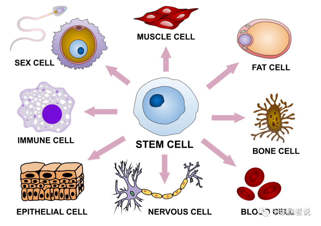 干细胞疗法工艺开发的关键点 从实验室到临床的转化之路