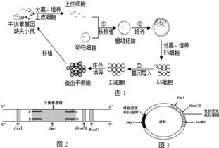 胚胎干细胞基因治疗技术流程解析