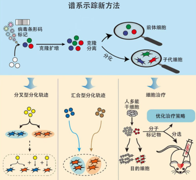 干细胞技术开发再迎里程碑 突破性成果登陆国际核心期刊